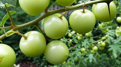 Illustration gooseberries - Image 1