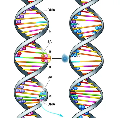 Illustration replication - Image 1