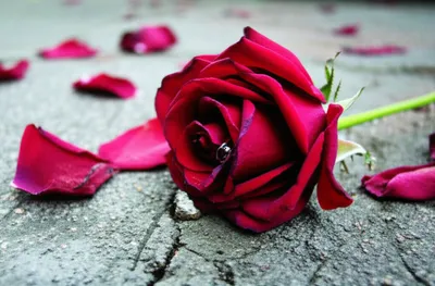 Illustration fallen - Image 1