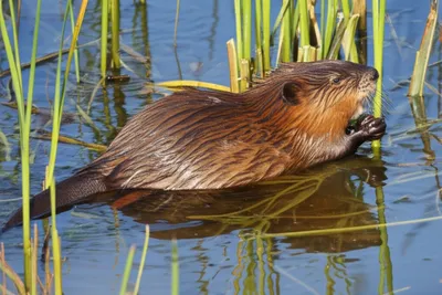 Illustration musquash - Image 1