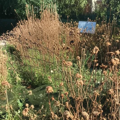 Illustration degenerated - Image 1