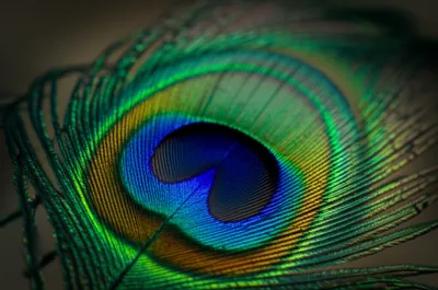 Illustration ocelli - Image 1