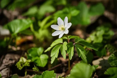 Illustration windflowers