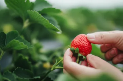 Illustration nips - Image 1