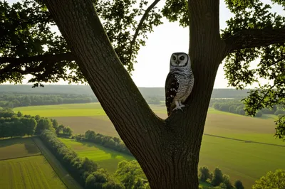 Illustration provides - Image 1