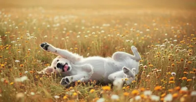 Illustration sprawling - Image 1