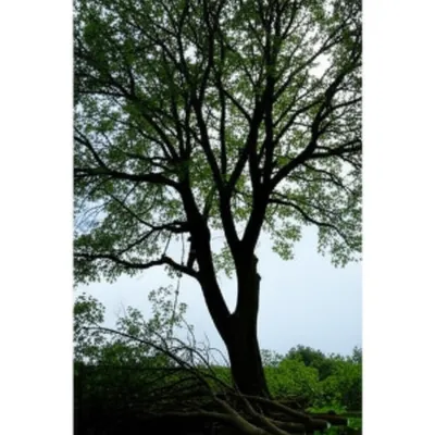 Illustration shroud - Image 1