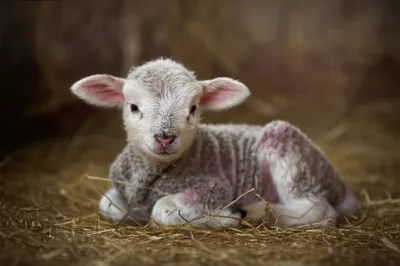 Illustration slink - Image 1