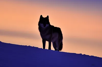 Illustration vigilant