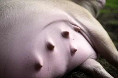 Illustration dug - Image 1