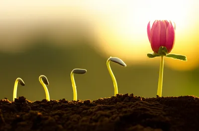 Illustration grower - Image 1