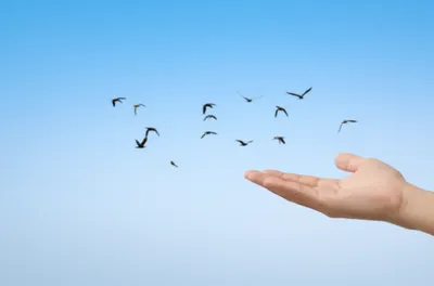 Illustration disposition - Image 1