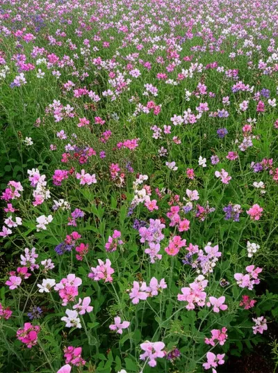 Illustration vetch - Image 2