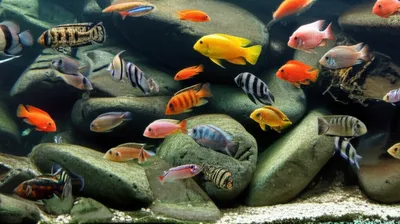 Illustration rock - Image 1