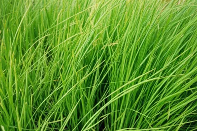 Illustration grasses - Image 1