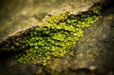 Illustration liverwort