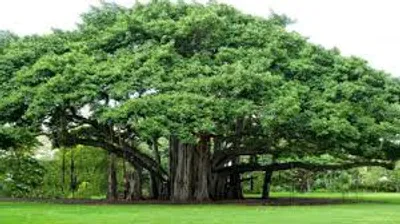 Illustration perennial - Image 3