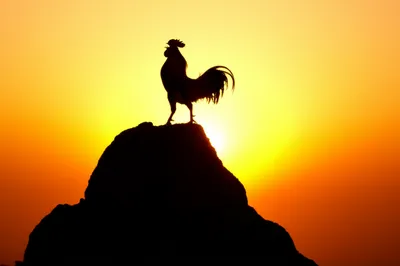 Illustration crow - Image 1