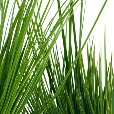 Illustration bent - Image 1