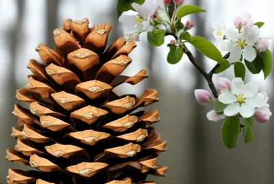 Illustration gymnosperm