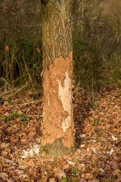 Illustration chewed - Image 2