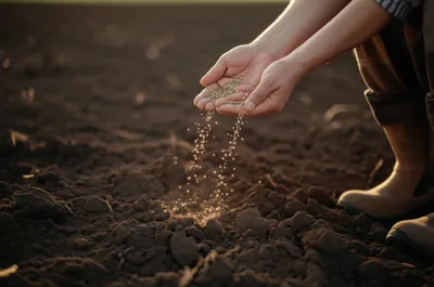 Illustration sowing - Image 1