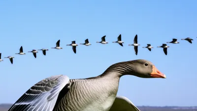 Illustration lags - Image 1