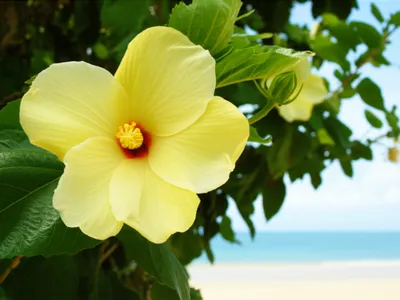 Illustration cottonwood - Image 1