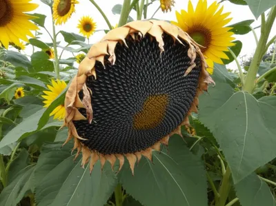 Illustration droops - Image 1