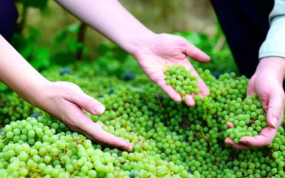 Illustration glean - Image 1