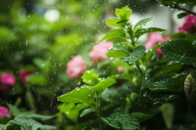 Illustration pat - Image 1