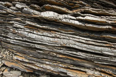 Illustration foliation - Image 1