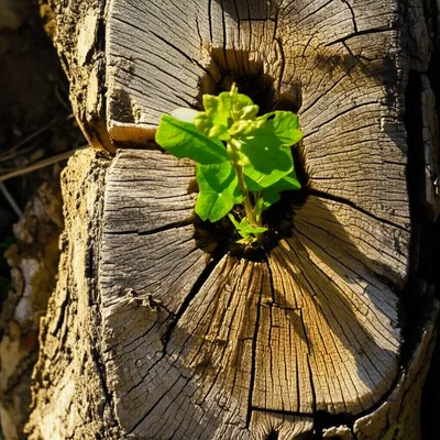 Illustration heirs - Image 1