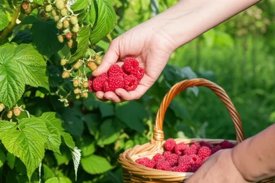 Illustration raspberry - Image 1