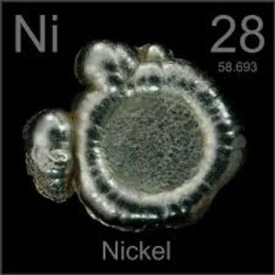 Illustration nickel - Image 2