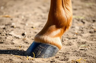 Illustration bullets - Image 1