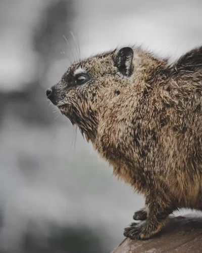 Illustration dassie - Image 2