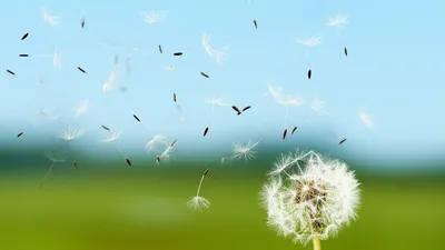 Illustration puffing - Image 1