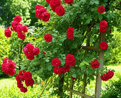 Illustration lattice