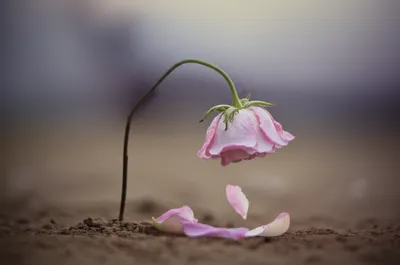 Illustration dies - Image 1