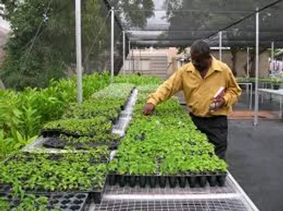 Illustration nursery - Image 2