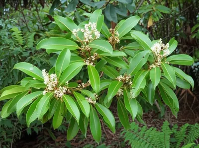 Illustration lilly-pillies - Image 1