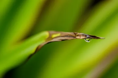 Illustration seeping - Image 1