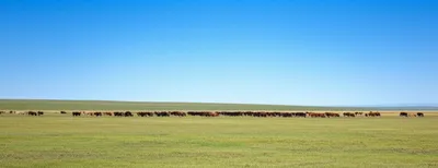 Illustration herds - Image 1