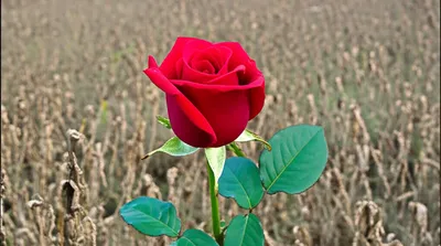 Illustration salvo - Image 1