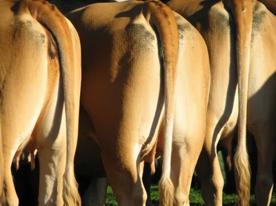 Illustration hooker - Image 1