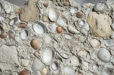 Illustration tabby - Image 1