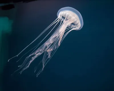 Illustration slobber - Image 1