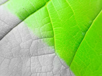 Illustration greying - Image 1