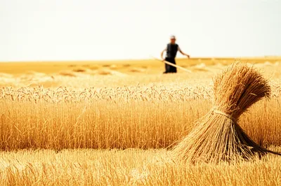 Illustration agricultural - Image 1